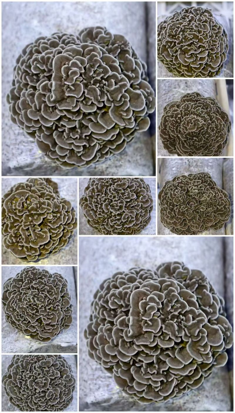 人工干巴菌