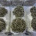 人工干巴菌