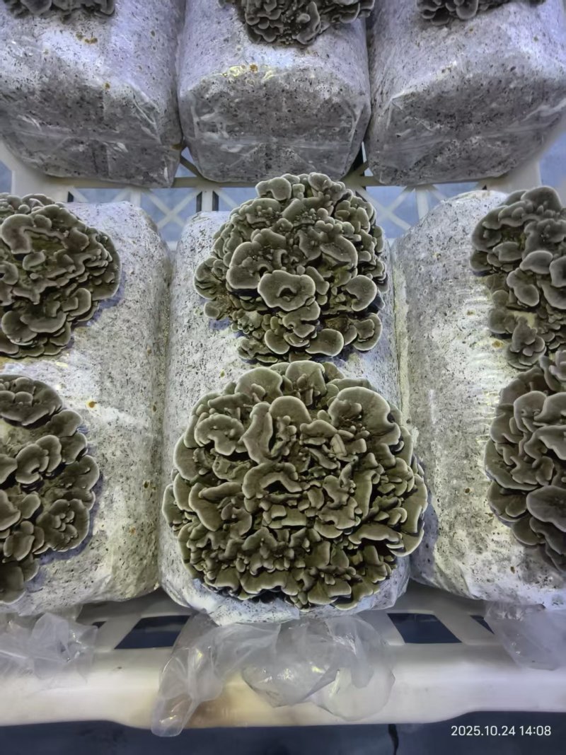 人工干巴菌