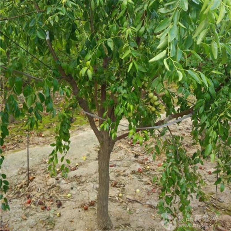苹果枣树苗嫁接特大青枣脆枣树苗南北方盆栽地栽种植大苗当年结果