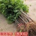 苹果枣树苗嫁接特大青枣脆枣树苗南北方盆栽地栽种植大苗当年结果