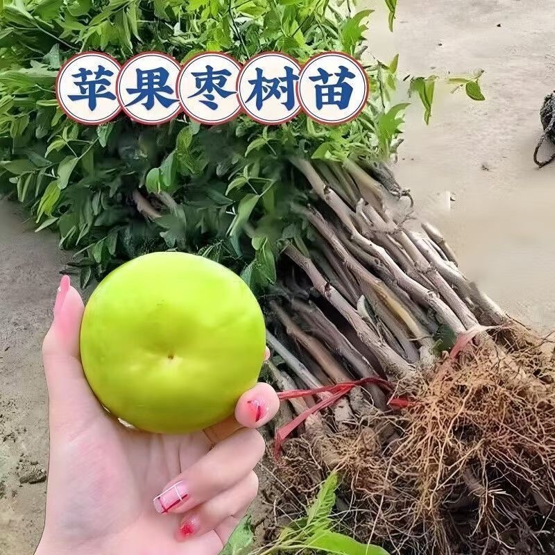 苹果枣树苗嫁接特大青枣脆枣树苗南北方盆栽地栽种植大苗当年结果