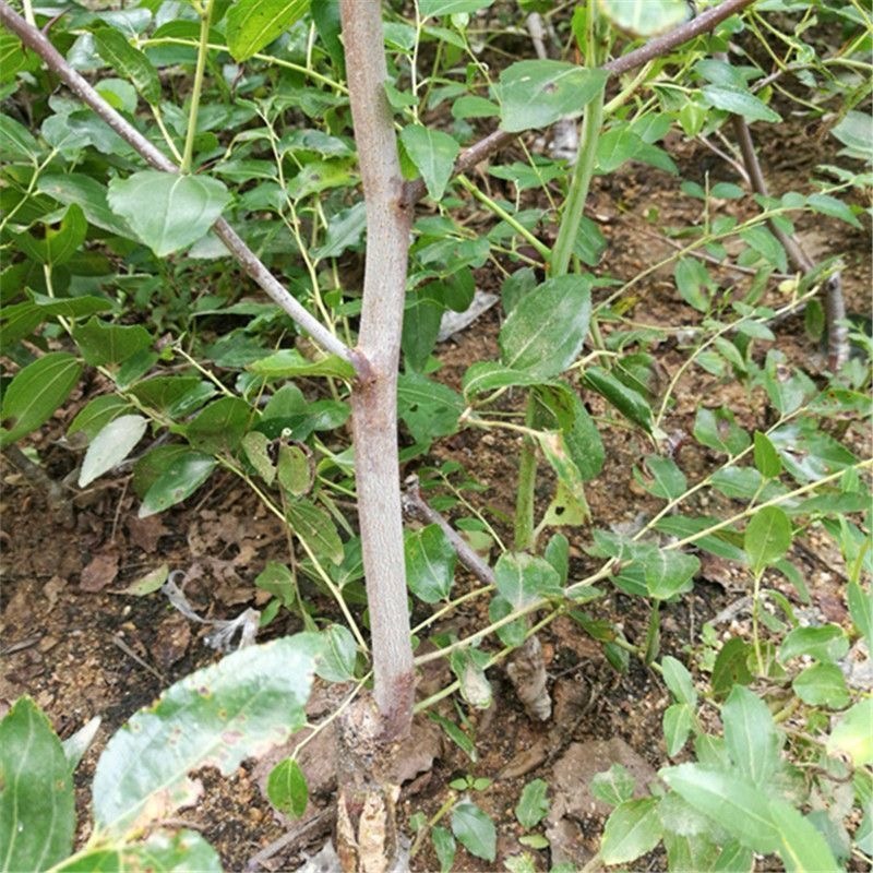 苹果枣树苗嫁接特大青枣脆枣树苗南北方盆栽地栽种植大苗当年结果