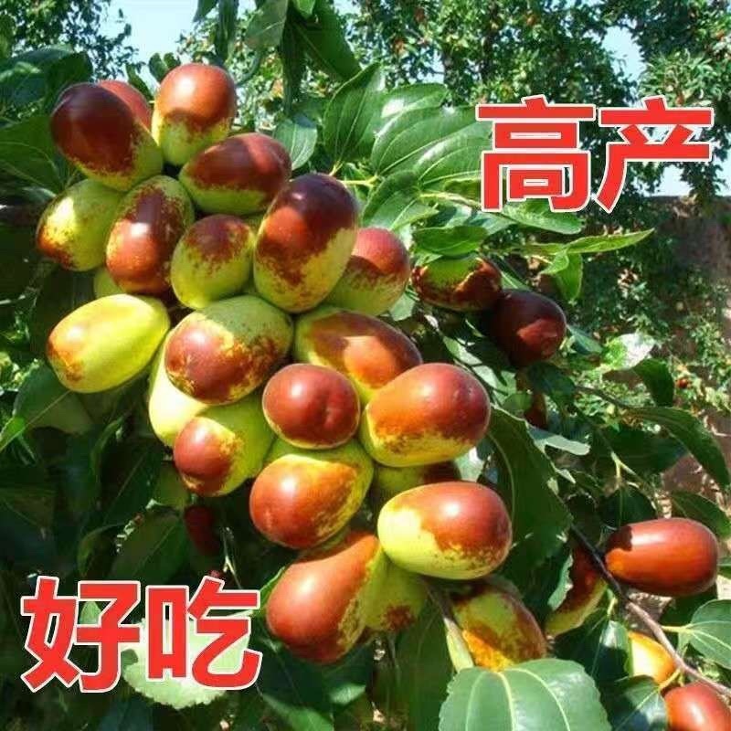 新款灵武长枣树苗正宗嫁接枣树苗成熟薄皮大果苗庭院盆栽室外地栽