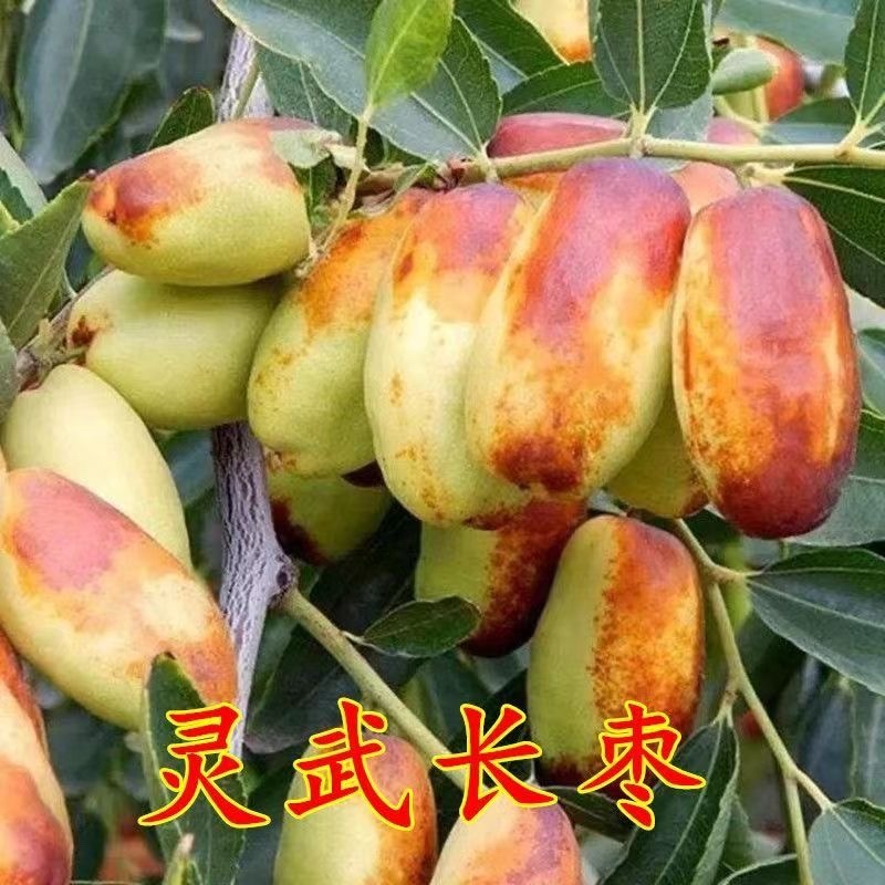 新款灵武长枣树苗正宗嫁接枣树苗成熟薄皮大果苗庭院盆栽室外地栽