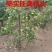 新款灵武长枣树苗正宗嫁接枣树苗成熟薄皮大果苗庭院盆栽室外地栽