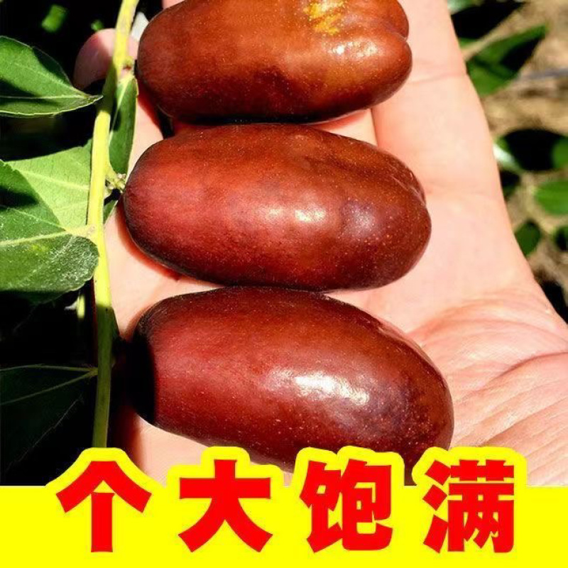 新款灵武长枣树苗正宗嫁接枣树苗成熟薄皮大果苗庭院盆栽室外地栽