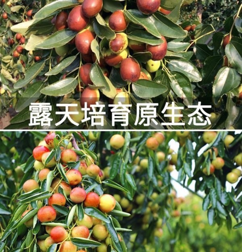 早熟特大状元红枣树苗新品种盆栽地栽南北种植当年结果耐寒枣树苗