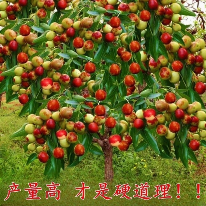 早熟特大状元红枣树苗新品种盆栽地栽南北种植当年结果耐寒枣树苗