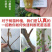 早熟特大状元红枣树苗新品种盆栽地栽南北种植当年结果耐寒枣树苗