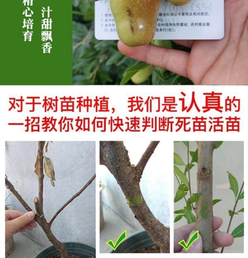 早熟特大状元红枣树苗新品种盆栽地栽南北种植当年结果耐寒枣树苗