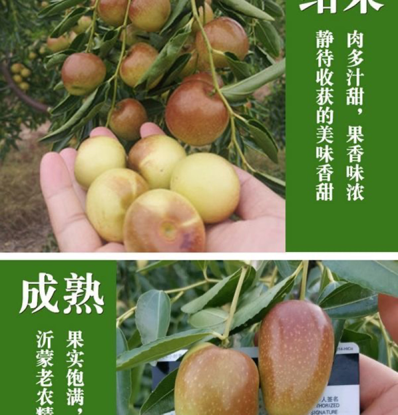 早熟特大状元红枣树苗新品种盆栽地栽南北种植当年结果耐寒枣树苗