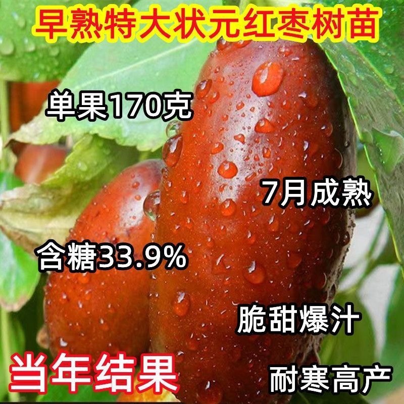 早熟特大状元红枣树苗新品种盆栽地栽南北种植当年结果耐寒枣树苗