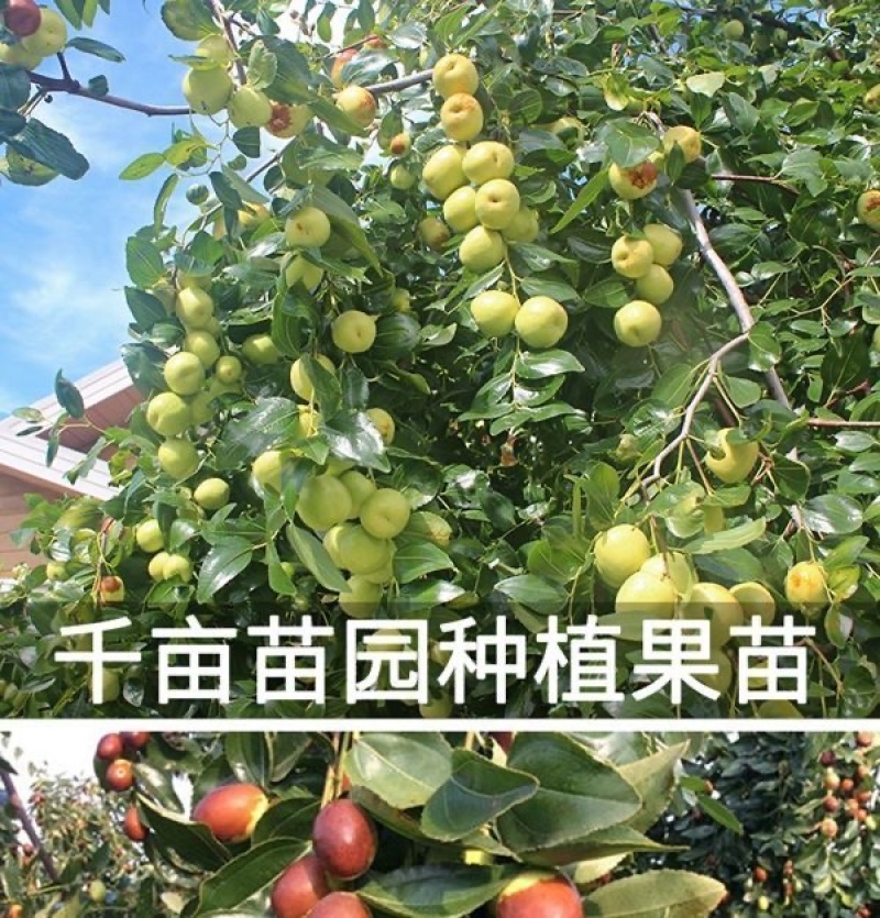 早熟特大状元红枣树苗新品种盆栽地栽南北种植当年结果耐寒枣树苗
