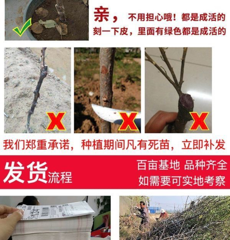 早熟特大状元红枣树苗新品种盆栽地栽南北种植当年结果耐寒枣树苗