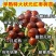 早熟特大状元红枣树苗新品种盆栽地栽南北种植当年结果耐寒枣树苗