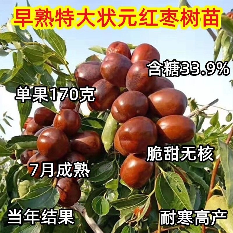 早熟特大状元红枣树苗新品种盆栽地栽南北种植当年结果耐寒枣树苗