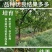 早熟特大状元红枣树苗新品种盆栽地栽南北种植当年结果耐寒枣树苗