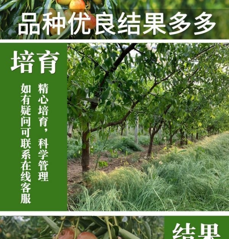 早熟特大状元红枣树苗新品种盆栽地栽南北种植当年结果耐寒枣树苗