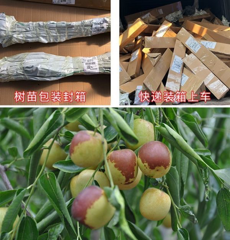 早熟特大状元红枣树苗新品种盆栽地栽南北种植当年结果耐寒枣树苗