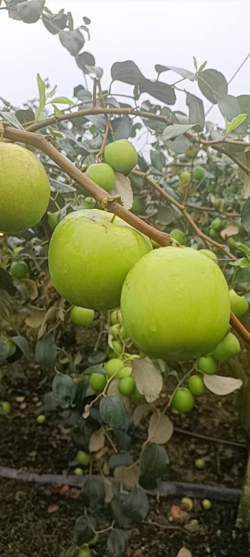 苹果枣，西双版纳苹果枣