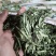 甜叶菊