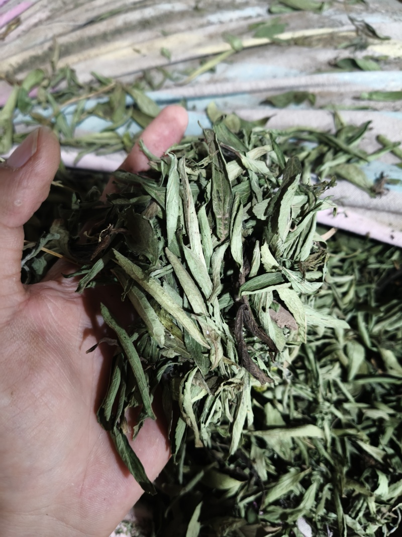甜叶菊