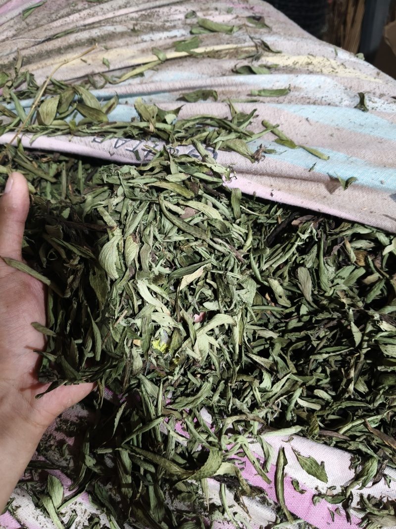 甜叶菊