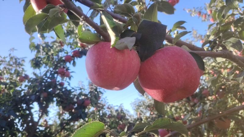 出售辽宁省鞍山市台安县沙地寒富士苹果果面全红，甜脆可口
