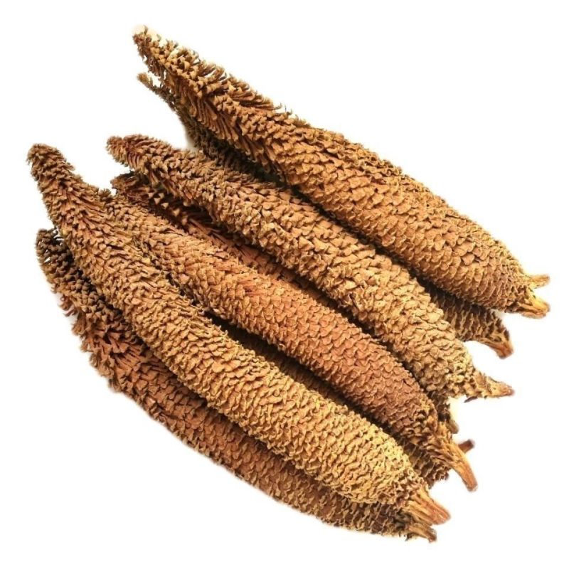 新货中药材铁树花新货铁树雄花干货正品