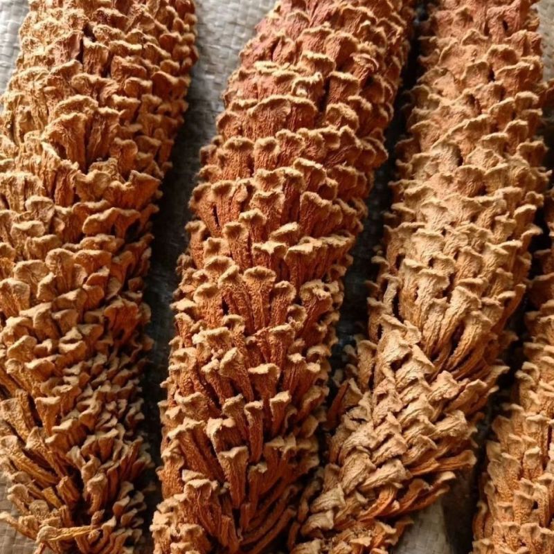 新货中药材铁树花新货铁树雄花干货正品