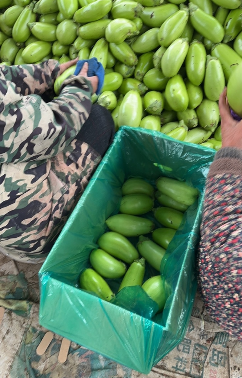 青茄大棚无籽青茄，茄子，河南青茄茄子批发