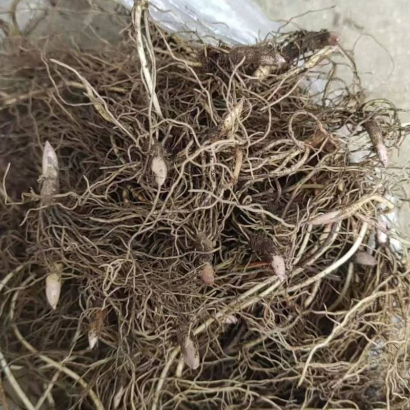 铃兰大量出售