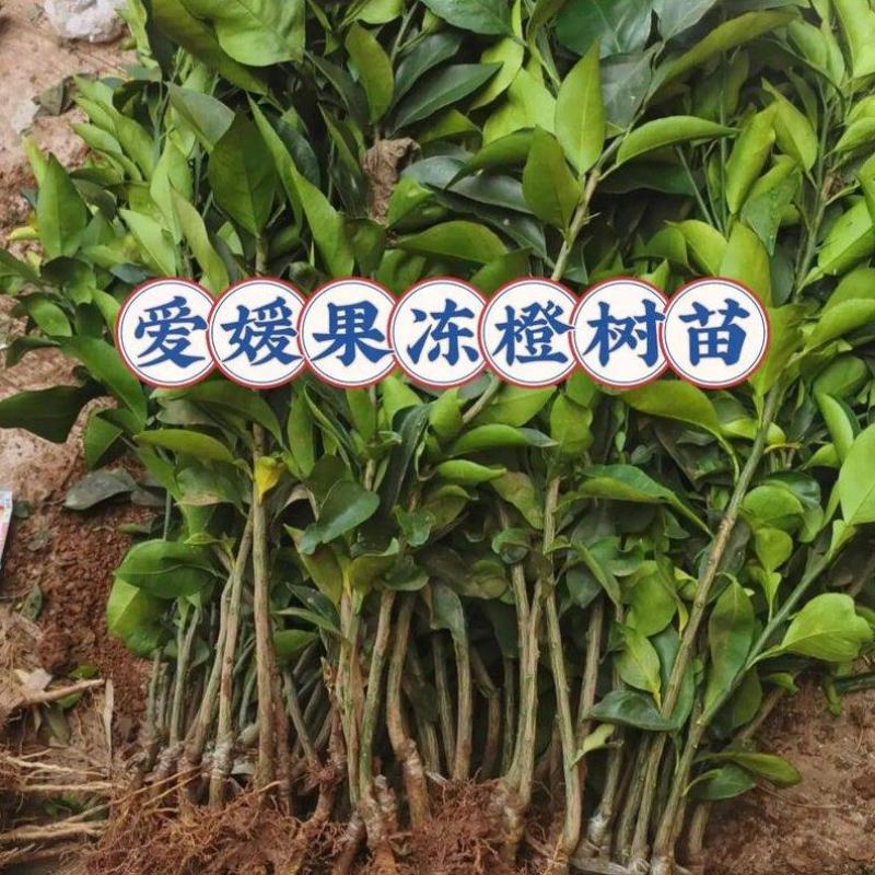 正宗嫁接爱媛果冻橙苗基地直发品种有保障