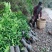 正宗嫁接爱媛果冻橙苗基地直发品种有保障