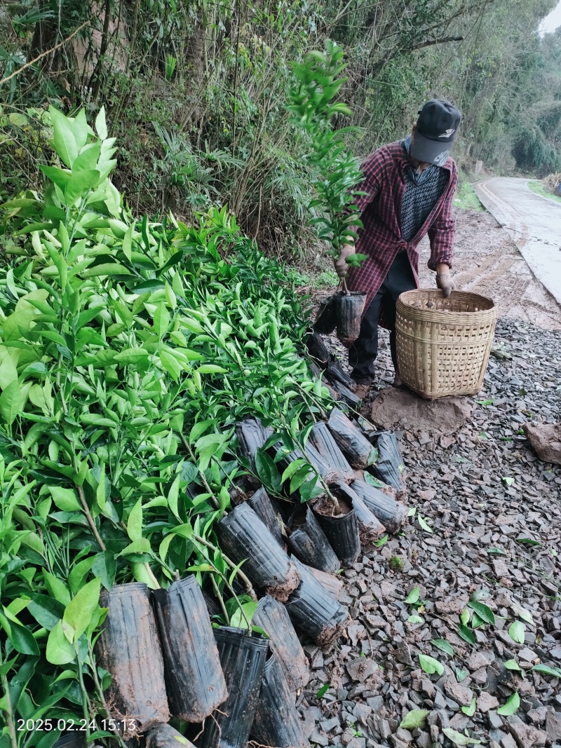 正宗嫁接爱媛果冻橙苗基地直发品种有保障