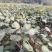 水杨桃扦插嫁接徐香猕猴桃苗，基地直供，免费提供技术指导