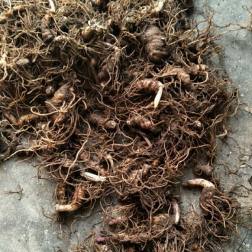 重楼，七叶一枝花，多芽重楼，鲜货，带芽，可种植