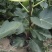 威海青皮无花果树苗