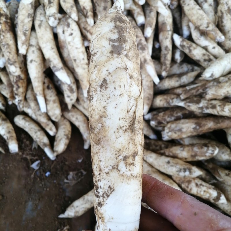竹薯无根无丝