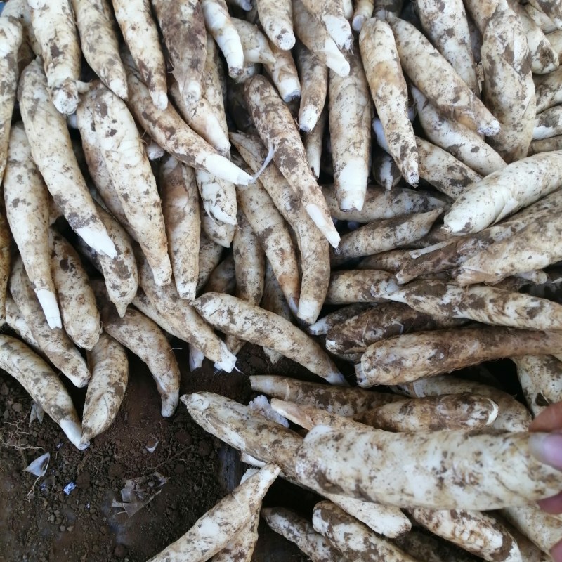 竹薯无根无丝