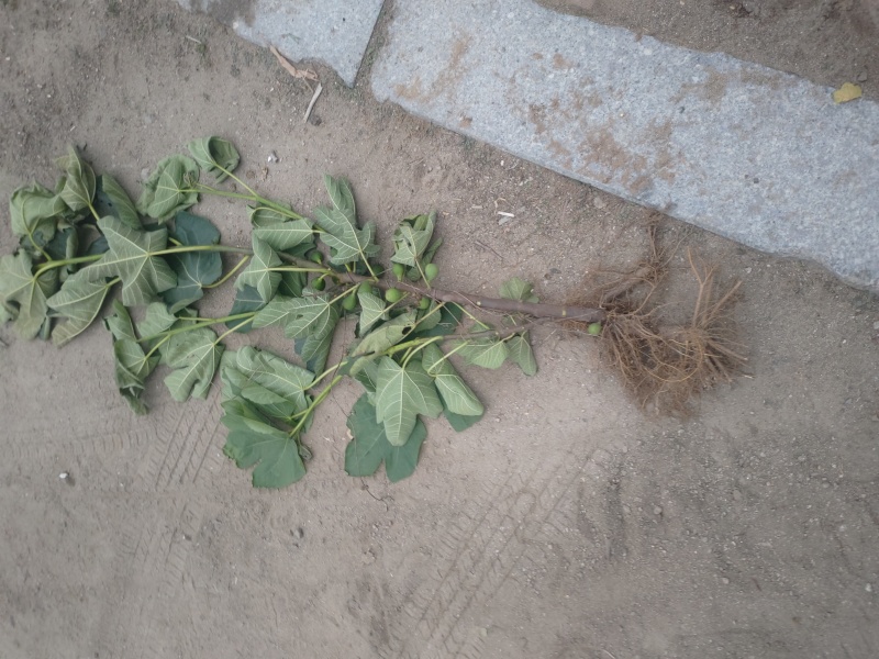 威海青皮无花果树苗