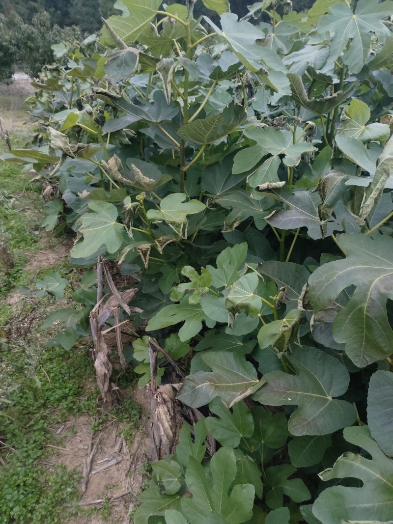 威海青皮无花果树苗