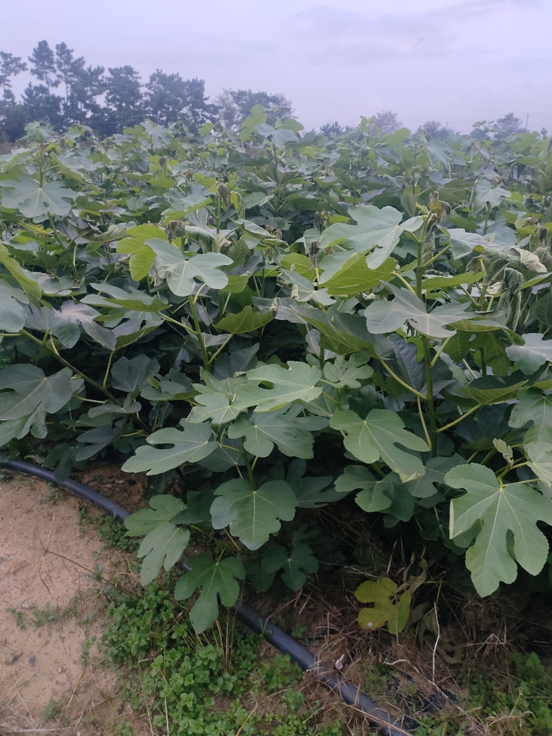 威海青皮无花果树苗