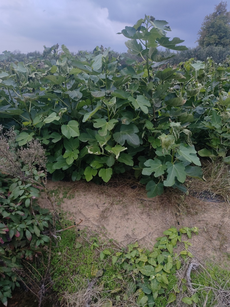 威海青皮无花果树苗