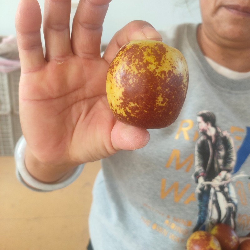 沾化原产地冬枣