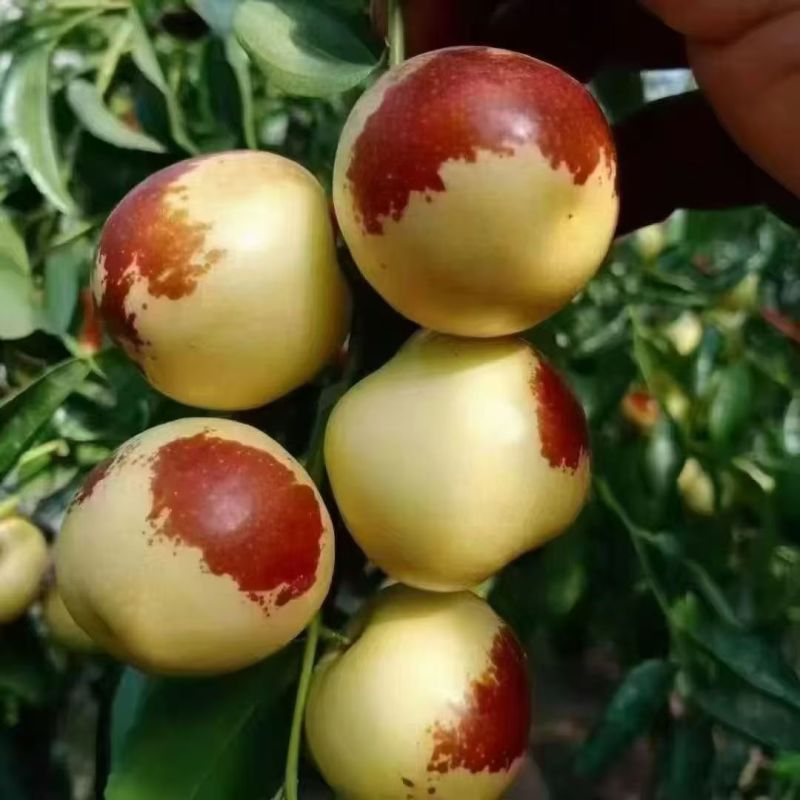老齐冬枣
