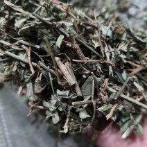 猪肝菜