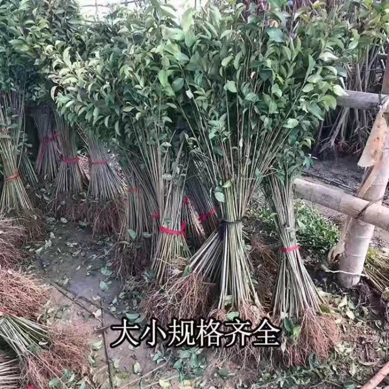 大叶女贞苗速生高杆大叶女贞苗四季常青耐寒南北方均适合