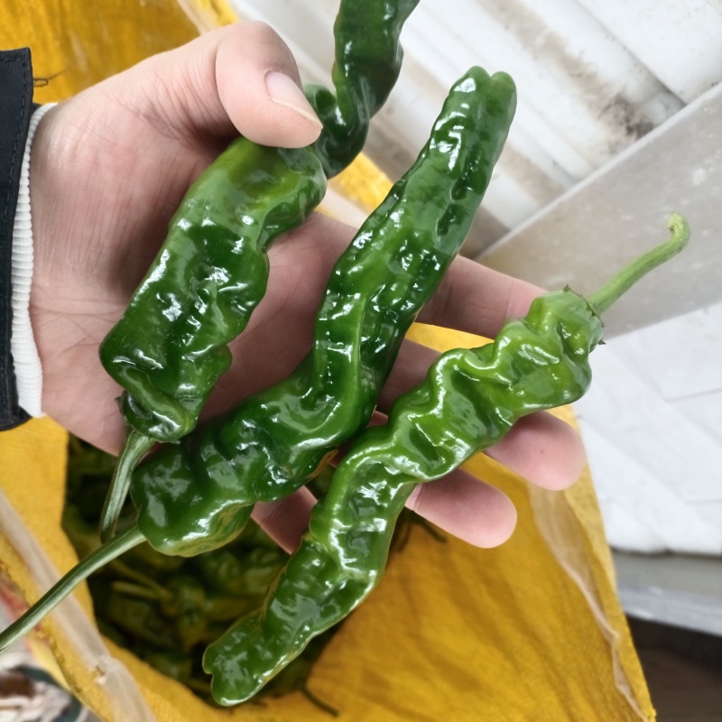 皖北产区精品小皱皮辣椒商超品质优质量上货青黑皮